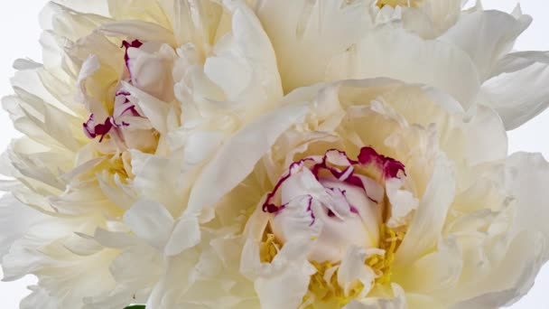 Bonito fundo Peony rosa. Flor de peônia florescente aberta, lapso de tempo, close-up. Cenário de casamento, conceito do Dia dos Namorados. 4K UHD vídeo timelapse — Vídeo de Stock