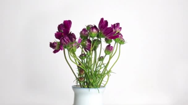 Un mazzo di bellissimi fiori estivi kosmeya si svolge su uno sfondo bianco. Fiori viola primo piano. Filmati di fiori Cosmos in 4k di alta qualità. — Video Stock