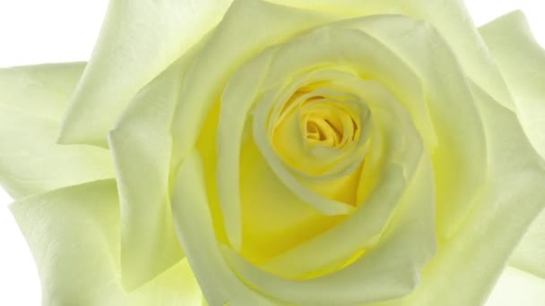 Close-up of yellow rose opening on white background, time lapse,FULL HD — Stock Video