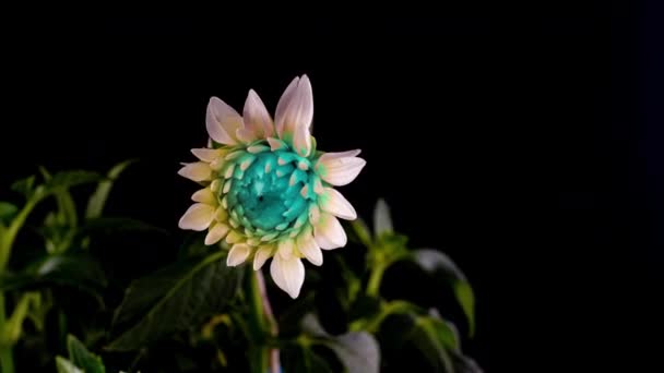 Aika raukeaa neon väri daalian aukko, kaunis epätavallinen kukka kukkii mustalla taustalla — kuvapankkivideo
