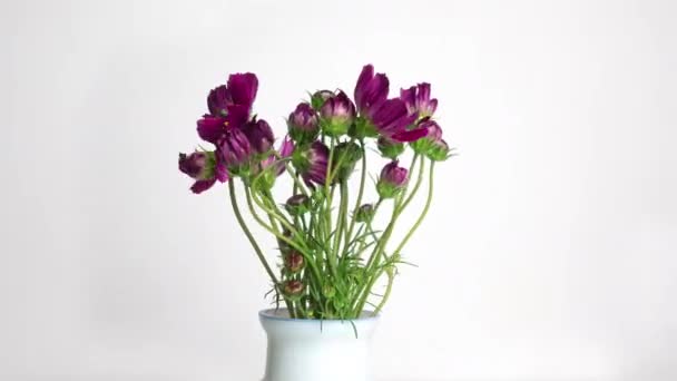 Een boeket prachtige zomerbloemen kosmeya ontvouwt zich op een witte achtergrond. Paarse bloemen van dichtbij. Cosmos bloem beeldmateriaal in Hoge kwaliteit 4k. — Stockvideo