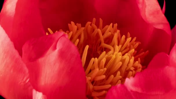 Beautiful pink Peony background. Blooming peony flower open, time lapse, close-up. Wedding backdrop, Valentines Day concept. — Stock Video