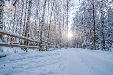 güzel kış manzarası ile yol ve karla kaplı ağaçlar