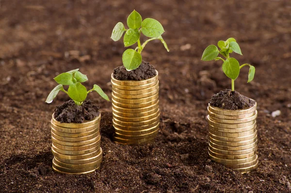 Gouden munten in de bodem met jonge plant. — Stockfoto