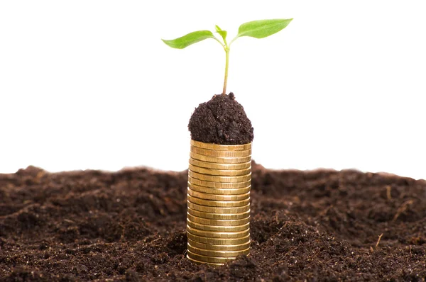Gouden munten in de bodem met jonge plant. Begrip geldgroei. — Stockfoto
