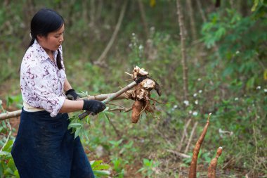 Cao Bang, Vietnam - 24 Kasım 2015: manyok sahada hasat Asyalı kadın çiftçi. Manyok yoksul insanların ve çiftlik hayvanları Vietnam bazı ülkenin kırsal alanda besindir.