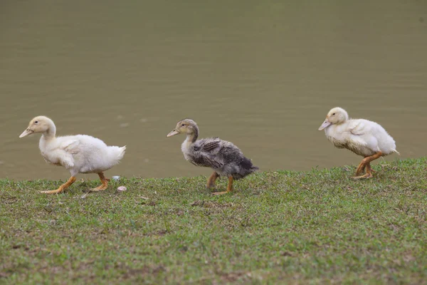 Patos que andam no banco de grama de um lago — Fotografia de Stock