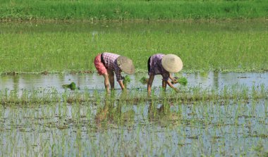 Çiftçilik ve dikim Vietnamca Hmong azınlık etnik çiftçiler
