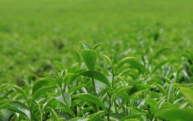 Pirinç alan yeni dikim sezonu