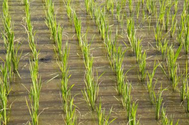 Pirinç alan yeni dikim sezonu