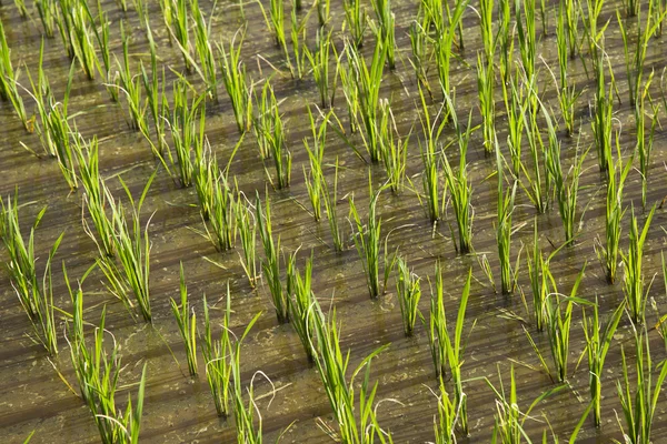 Rice field in new planting season — Stock Photo, Image