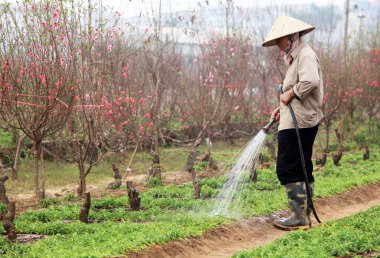 Bahçıvan sulama yeşil sürgünler