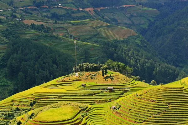 Terrasvormige rijst veld in Mu Cang Chai, Vietnam — Stockfoto