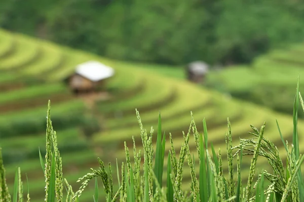 Terrasvormige rijst veld in Mu Cang Chai, Vietnam — Stockfoto