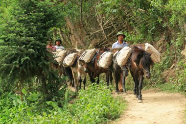 Vietnamlı erkekler köylerine çimento taşımaları için atlara rehberlik ediyor.