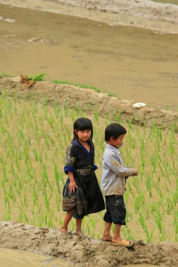 Çiftçilik ve dikim Vietnamca Hmong azınlık etnik çiftçiler