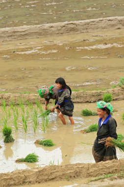 Çiftçilik ve dikim Vietnamca Hmong azınlık etnik çiftçiler