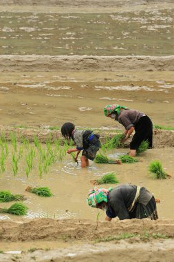 Çiftçilik ve dikim Vietnamca Hmong azınlık etnik çiftçiler