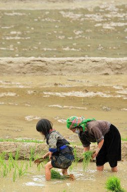 Çiftçilik ve dikim Vietnamca Hmong azınlık etnik çiftçiler