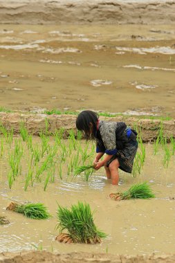 Çiftçilik ve dikim Vietnamca Hmong azınlık etnik çiftçiler