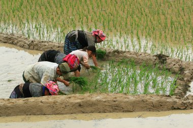 Çiftçilik ve dikim Vietnamca Hmong azınlık etnik çiftçiler