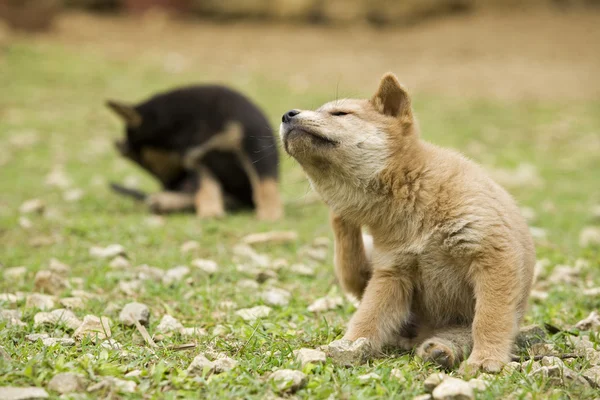 Küçük köpekler oynuyor