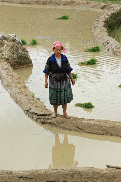 Vietnami Hmong kisebbségi etnikai gazdák, szántás és ültetés — Stock Fotó