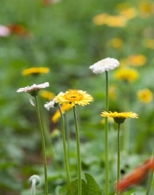Çim sahası, papatya çiçek Bahçe içinde renkli papatyalar