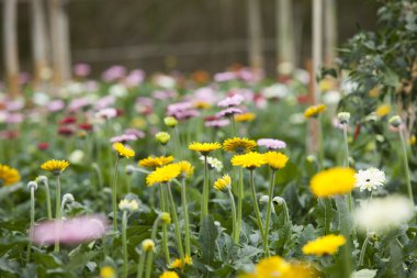 Çim sahası, papatya çiçek Bahçe içinde renkli papatyalar