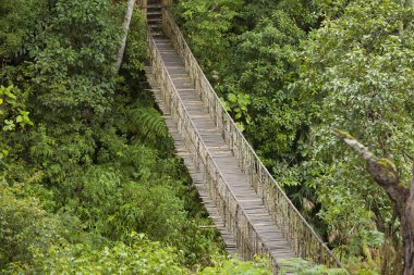 Asma Köprüsü'nde doğal yağmur ormanı