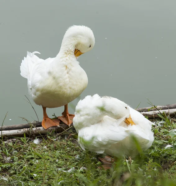 White ducks on the bank of a lake — Stock Photo, Image