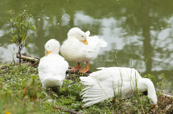 Bílé kačenky na břehu jezera — Stock fotografie