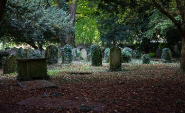 Güney Galler 'deki bir kilise mezarlığında Ivy ile kaplı çok eski mezar taşları.