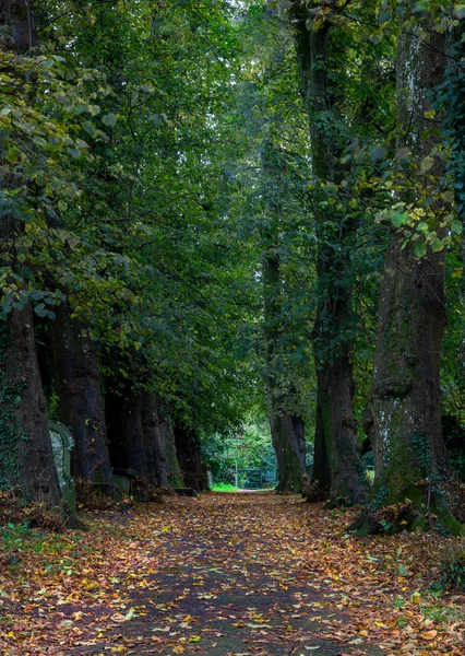 Ein Von Bäumen Gesäumter Pfad Durch Einen Alten Walisischen Friedhof — Stockfoto