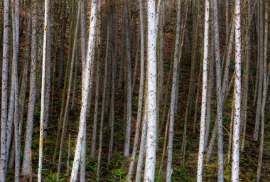 Pontneddfechan yakınlarındaki ormanlarda huş ağaçları, Güney Galler, İngiltere