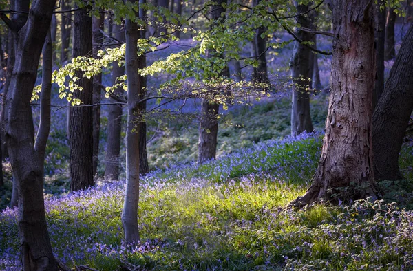 Abendlicht Über Den Bluebells Ten Acre Wood Der Nähe Des — Stockfoto