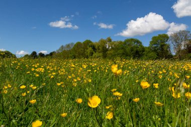 Güney Galler, Abergavenny 'deki Meadows Kalesi' nde düğün çiçeği tarlası.