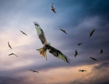 Kızıl Uçurtma beslenme istasyonunda beslenme süresi, yırtıcı kuşların neredeyse nesli tükenmek üzereydi ama şimdi İngiltere, Galler ve İskoçya 'da geri dönüyorlar.