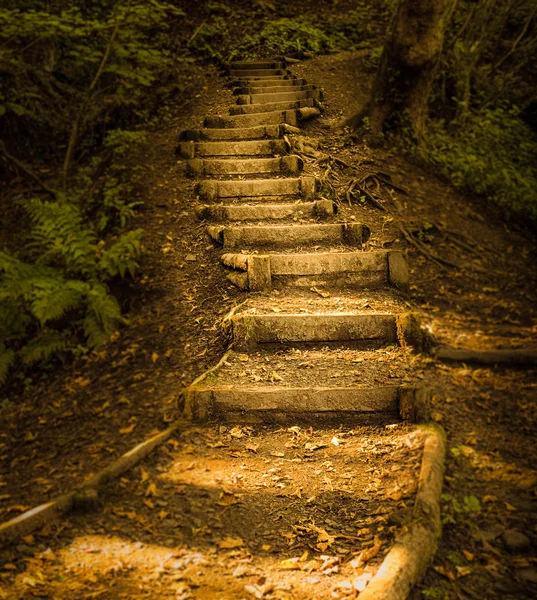 Sonbahar orman adımları