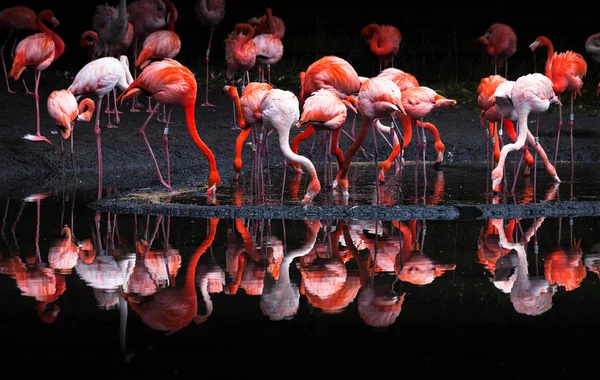 Flamingor — Stockfoto