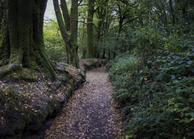 Golitha Şelalesi Ulusal Doğa Koruma Alanı 'ndan geçen bir patika. Fowey Nehri' yle birlikte dağlık bir meşe ağacı ve karışık kül ormanı.