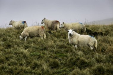Smit, Güney Galler 'deki Brecon Beacons yamacında koyunları işaretledi.