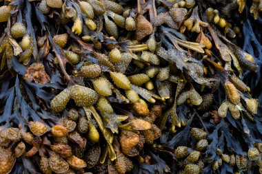 Bladderwrack seaweed seafood beach clipart
