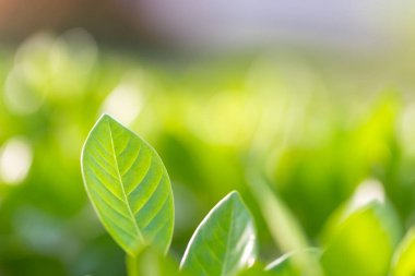 Bahçedeki bulanık yeşil arkaplanda yeşil yaprak manzarası, yeşil doğa kavramı..