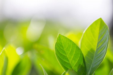 Bahçedeki bulanık yeşil arkaplanda yeşil yaprak manzarası, yeşil doğa kavramı..