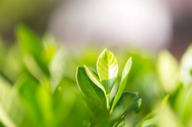 Bahçedeki bulanık yeşil arkaplanda yeşil yaprak manzarası, yeşil doğa kavramı..