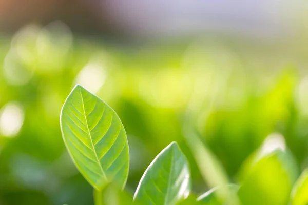 Vista Naturaleza Hoja Verde Sobre Fondo Vegetación Borrosa Jardín Concepto —  Fotos de Stock