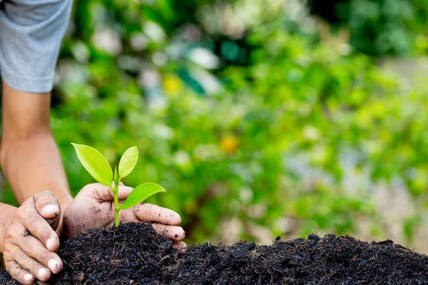 Mão Plantando Planta Jovem Para Solo Energia Natural Amo Conceito — Fotografia de Stock