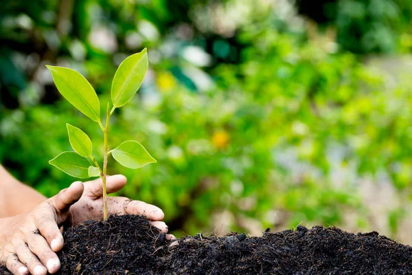 Mão Plantando Planta Jovem Para Solo Energia Natural Amo Conceito — Fotografia de Stock
