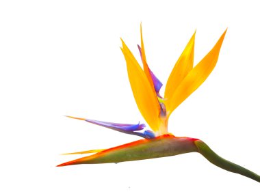 bird paradise flower isolated on white